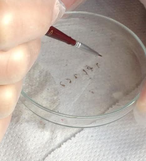 Teste vai permitir diagnosticar dengue, zika e chikungunya