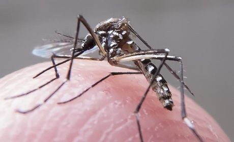 Gestantes poderão pedir reembolso de passagens para países com Zika