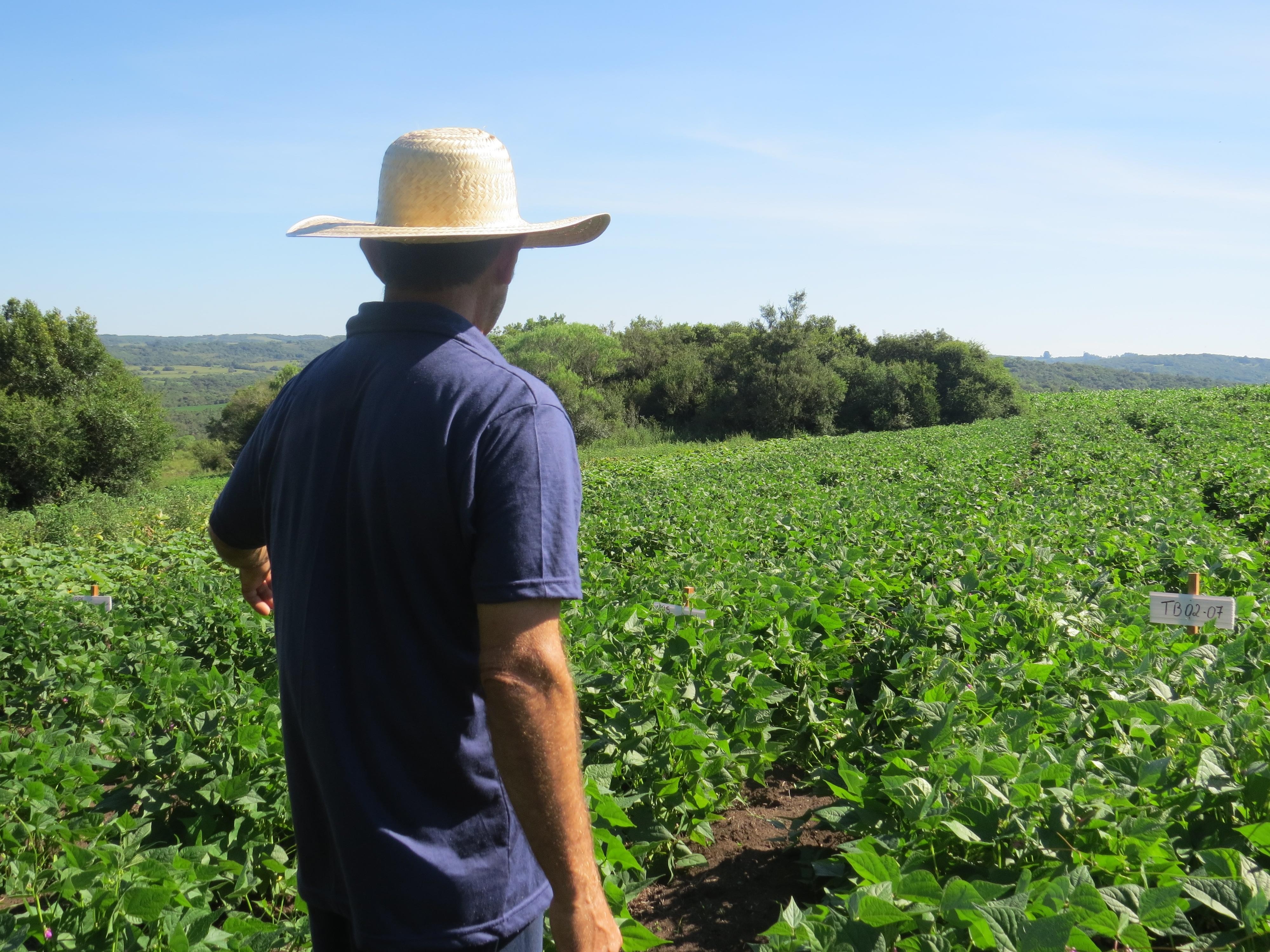 Colheita do feijão e do milho no RS tem boas perspectivas para os agricultores