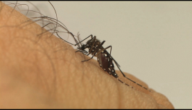 Vacina contra Zika pode ser desenvolvida em até um ano