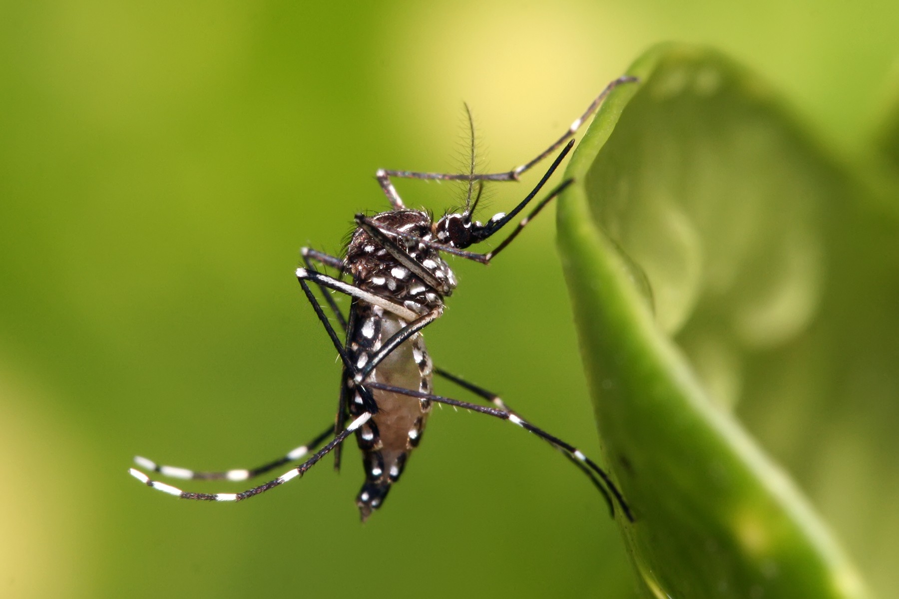 Marinha do Brasil mobiliza militares para combate ao Aedes Aegypti