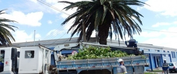 Ação conjunta busca a manutenção da arborização