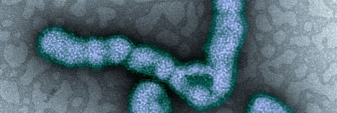 H1N1: Entenda como funciona a vacina da gripe