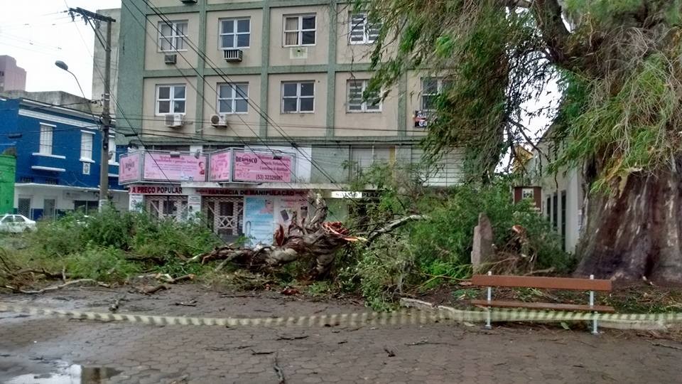 Ação de poda do eucalipto localizado no Largo Dr. Pio acontecerá no próximo sábado