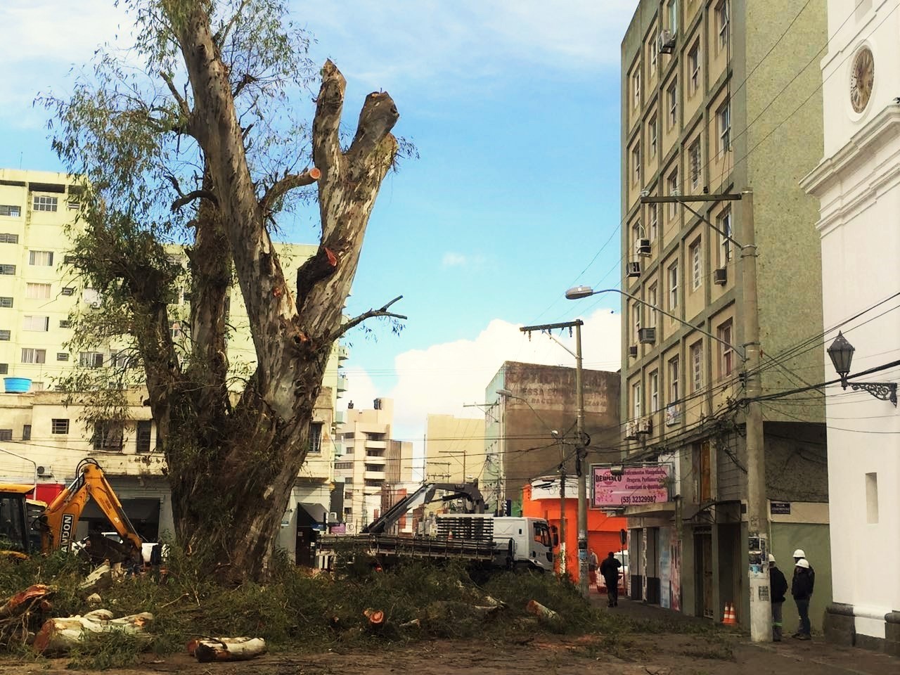 Poda de eucalipto centenário leva 6 horas