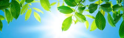 IBAMA e Executivo debatem situação ambiental do Município