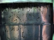 Cuba confirma três casos importados do vírus Zika
