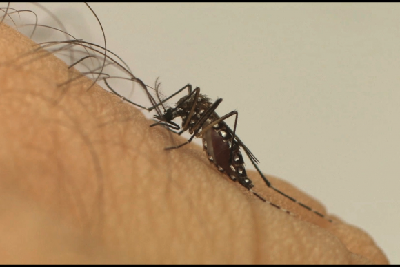Estudantes apresentam em feira repelentes e inseticidas contra Aedes aegypti