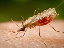 Doenças transmitidas por insetos matam mais de um milhão por ano