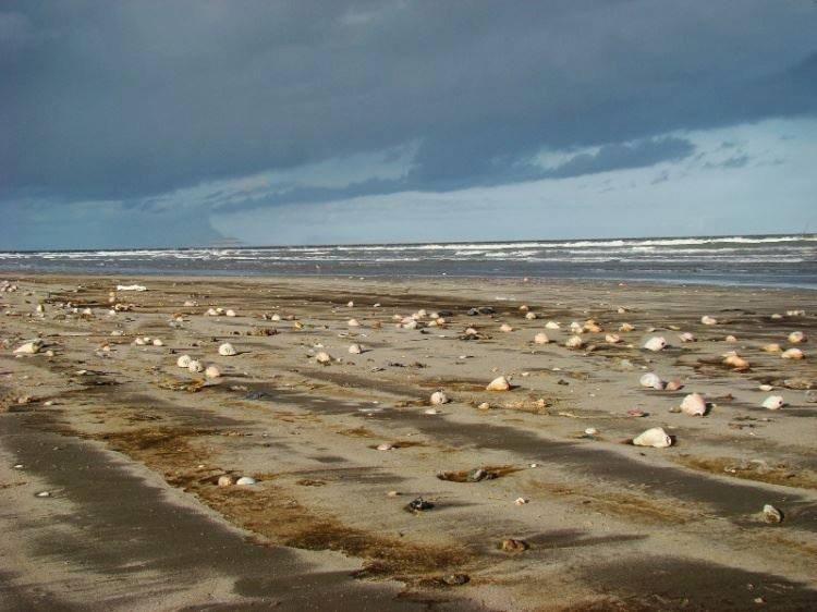 Curso de Oceanografia da FURG participa do projeto nacional "Limpa, Oceano"