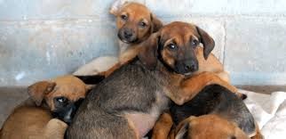 Unidade Móvel de Esterilização de Animais inicia atendimento à Zona 02 do Município