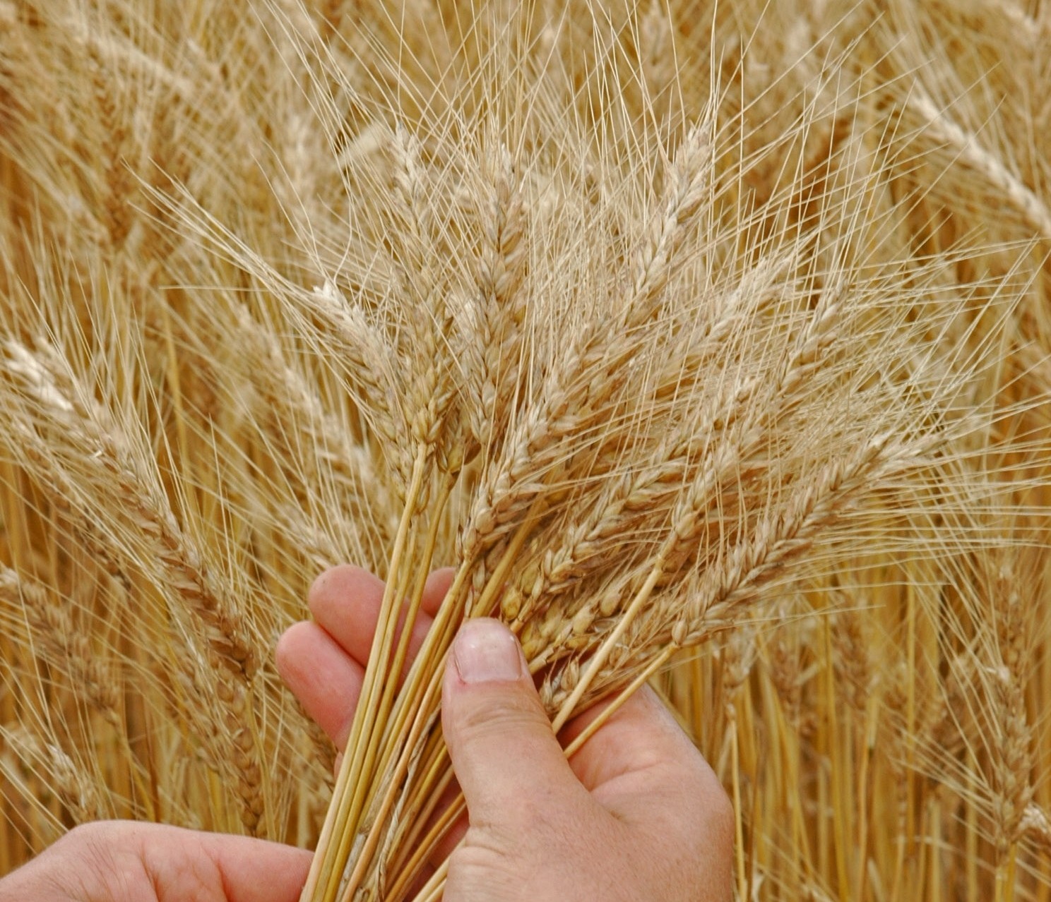 Trigo gaúcho tem boa produtividade e está no final da colheita