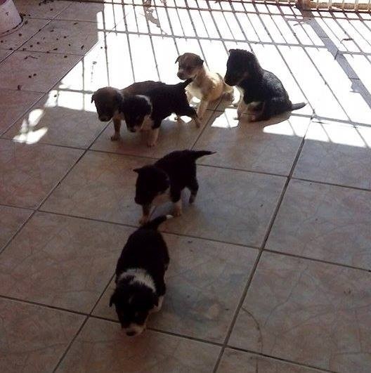 Coordenadoria de Defesa dos Animais realiza vistorias após denúncia de maus-tratos