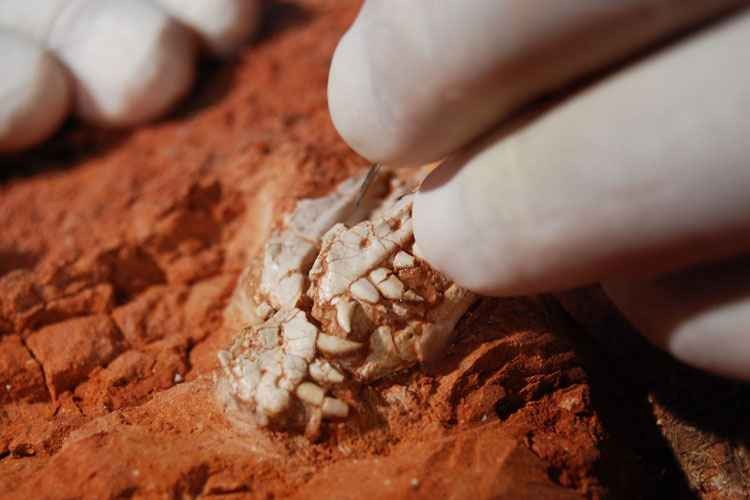 Pesquisadores descobrem fósseis de dinossauro de 320 milhões de anos no RS