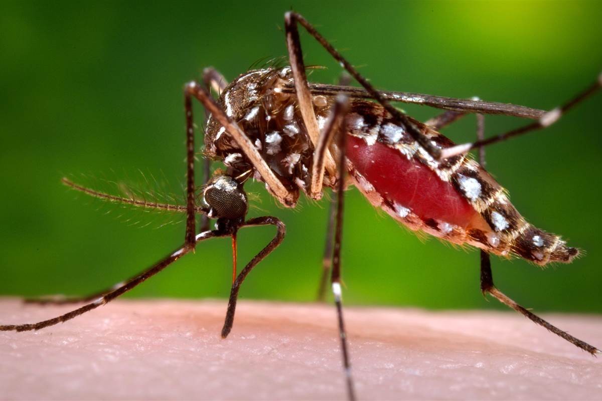 Superintendente da Vigilância Sanitária fala sobre situação de Aedes aegypti  no município