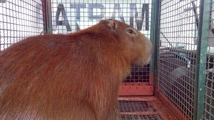  Coordenadoria dos animais acompanha resgate de Capivara na Praia do Cassino