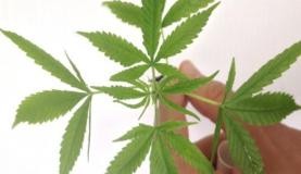 Anvisa inclui Cannabis sativa em relação de plantas medicinais