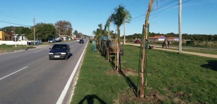 Projeto de arborização da ciclovia da ERS 734 está em atividade