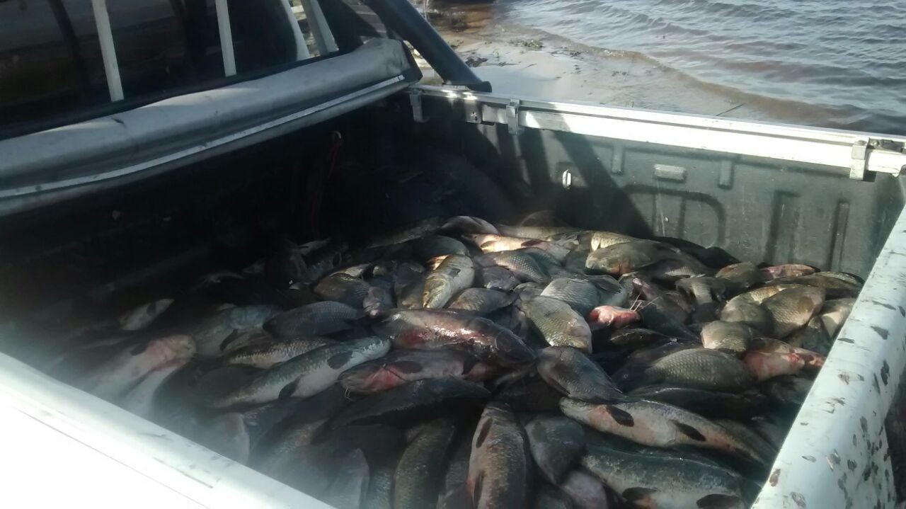 Patram flagra novo crime ambiental no Taim