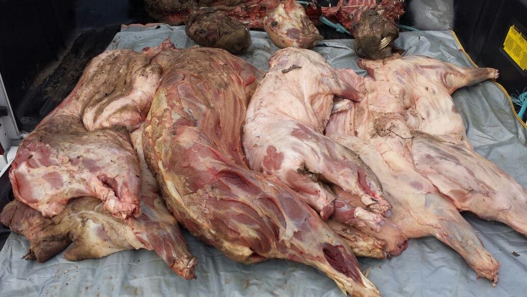 Homem é preso após ser flagrado com cerca de meia tonelada de carne sem procedência