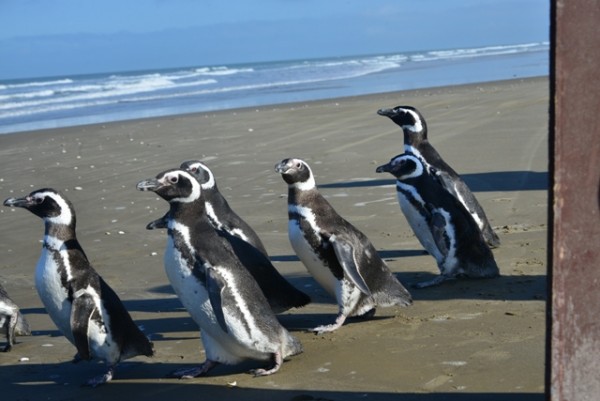 Pinguins encontrados no Litoral do RS passam por tratamento em universidade  de Rio Grande, Rio Grande do Sul
