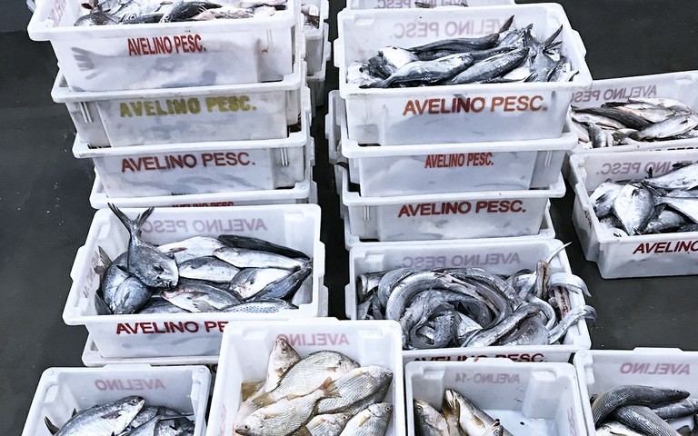 Operação apreende mais de 20 toneladas de pescado na fronteira com o Uruguai