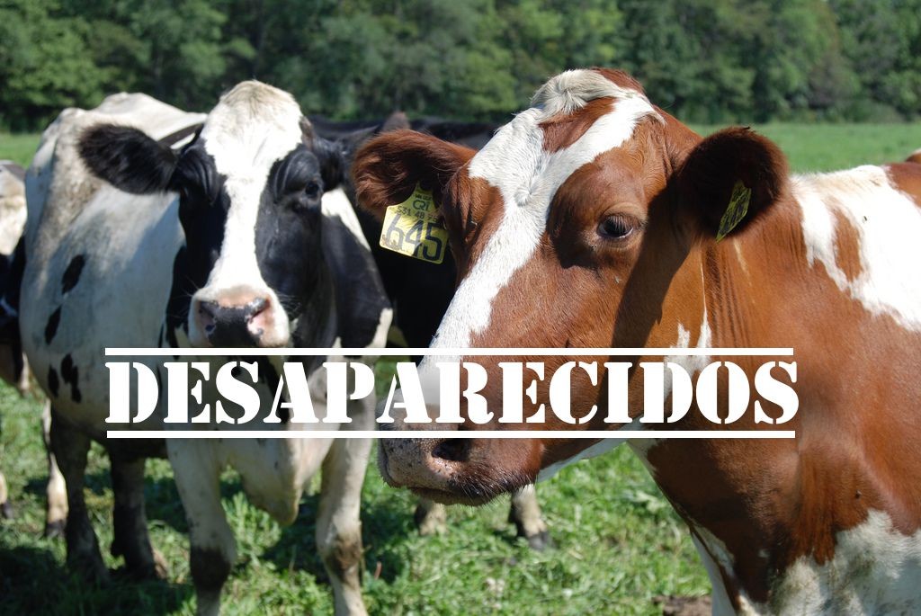 Produtores rurais preocupados com onda de abigeatos em Rio Grande