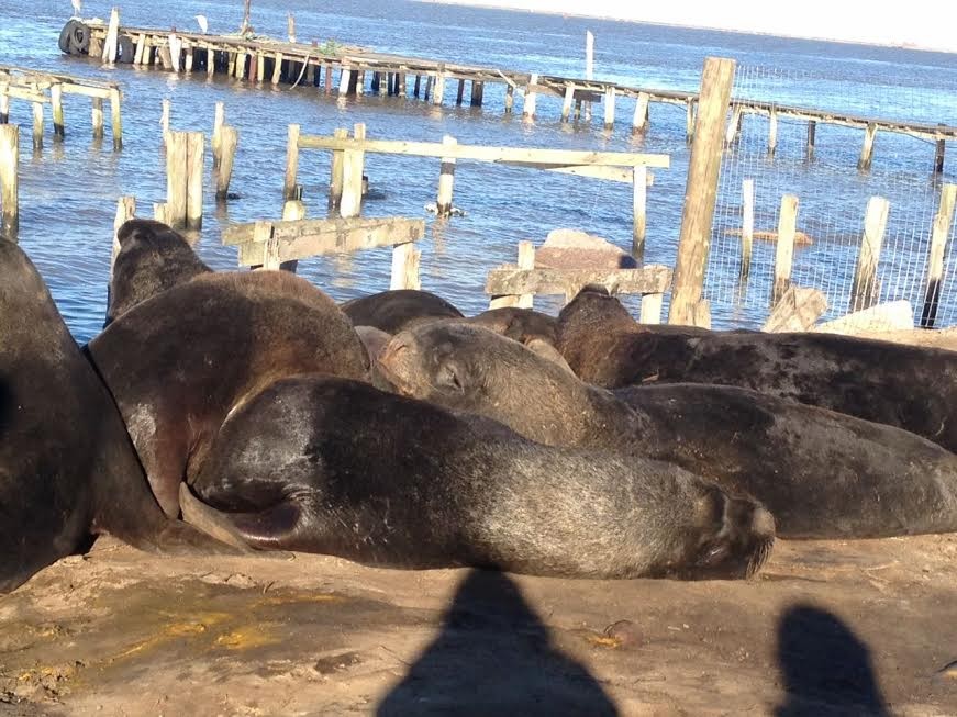 Leões-marinhos saem da água e atraem curiosos na praia do Cassino