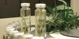 MP garante fornecimento de medicamento à base de canabidiol para criança de Rio Grande