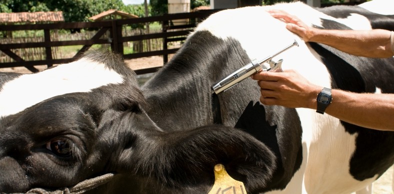 Rio Grande atinge quase totalidade de animais imunizados contra aftosa
