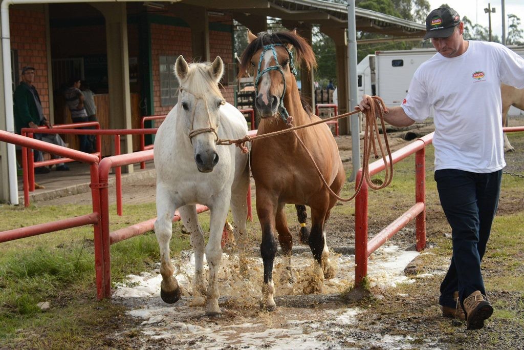 Expointer 2017 terá mais de 1,4 mil animais rústicos