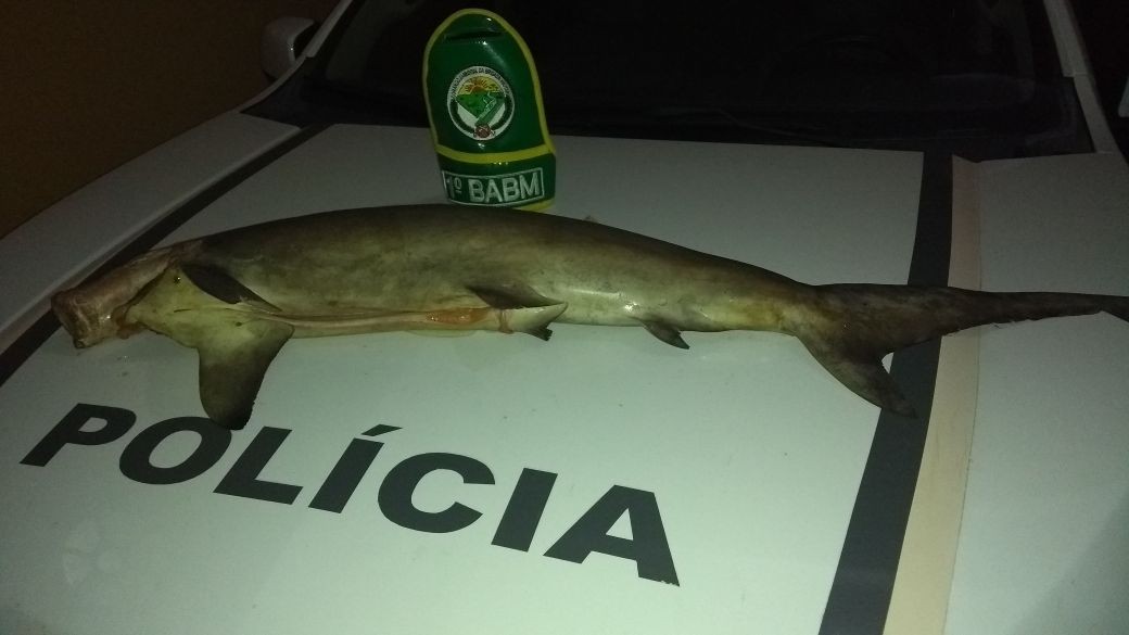 Homem é preso em RG com meia tonelada de peixe em extinção