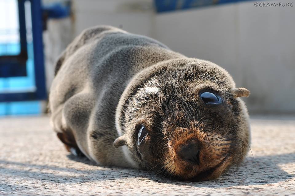 Lobo Marinho é resgatado na praia do Cassino