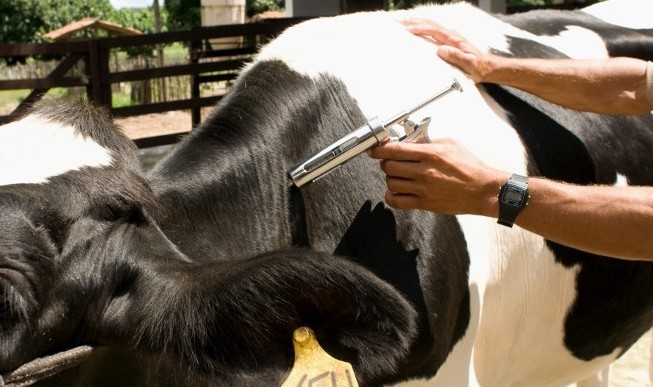 Vacinação contra febre aftosa vai até o final de novembro