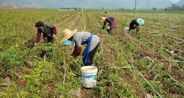 Prazo para a adesão ao Programa de Regularização Rural termina no próximo dia 30
