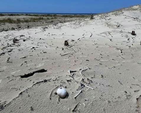 Ossada humana é encontrada em dunas da praia do estreito em SJN