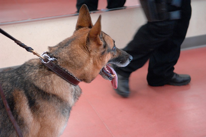 Cão Zeus é usado para encontrar drogas no São João