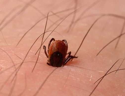 Divulgado cronograma de aplicação do carrapaticida nos bairros