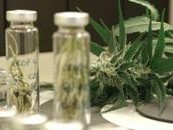 Portugal vai discutir legalização da cannabis para fins medicinais