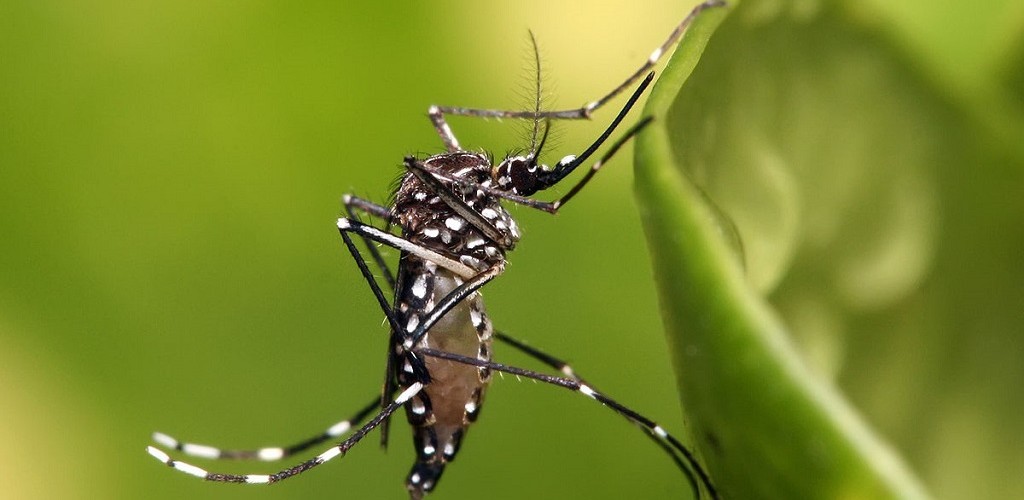 Belo Horizonte confirma terceira morte por febre amarela
