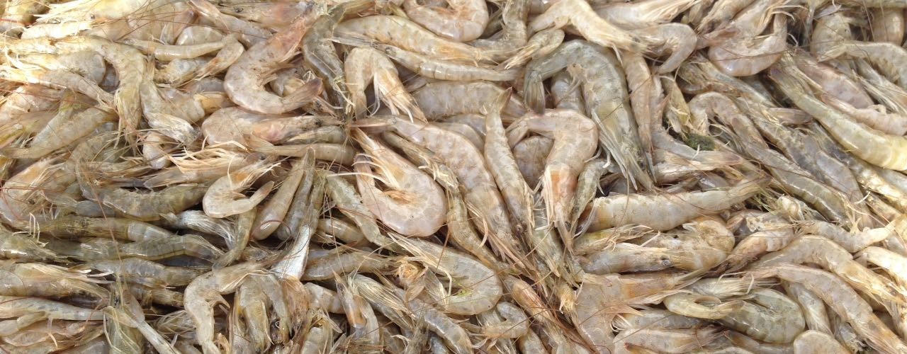 Abertura da Safra do Camarão começa hoje e tem boa expectativa