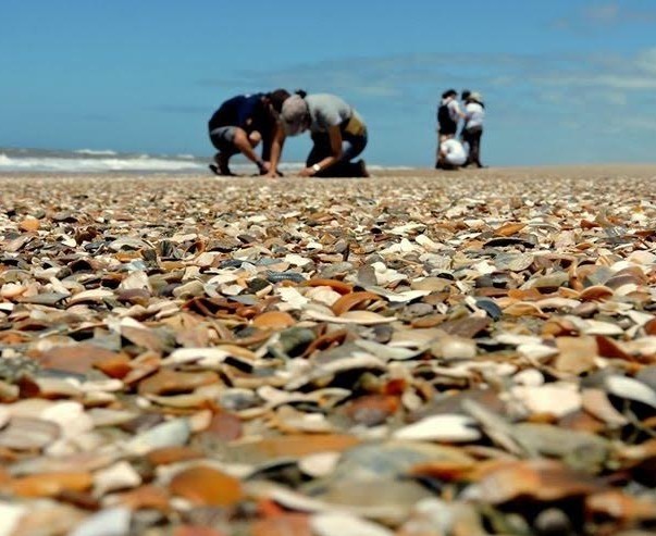 Alunos e professores ingleses participam de coleta de lixo na Praia do Cassino