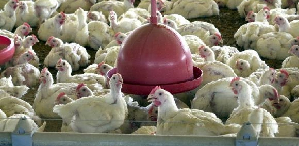 Ministro da Agricultura diz que não há risco no consumo de aves no país