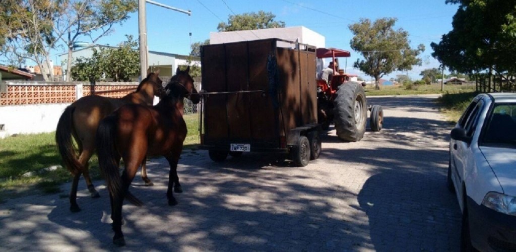 Prefeitura recolhe cavalos soltos no Balneário: animais foram encaminhados ao Camping Municipal