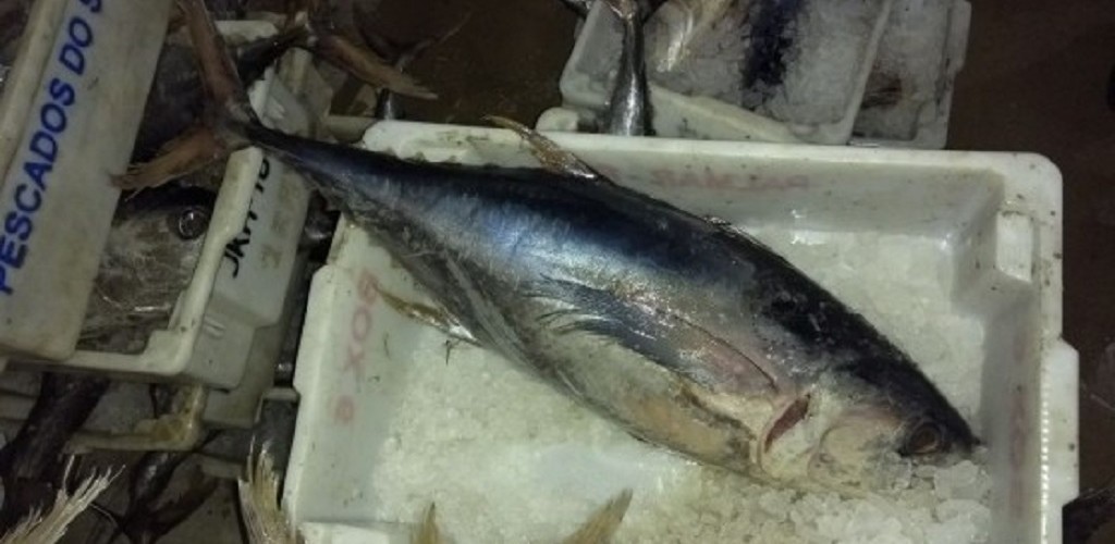 Embarcação pesqueira é apreendida com 2 toneladas de pescado
