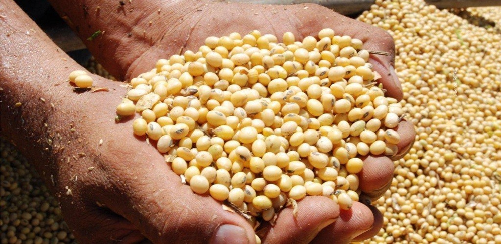 Qualidade da soja gaúcha é fator determinante para o sucesso das exportações