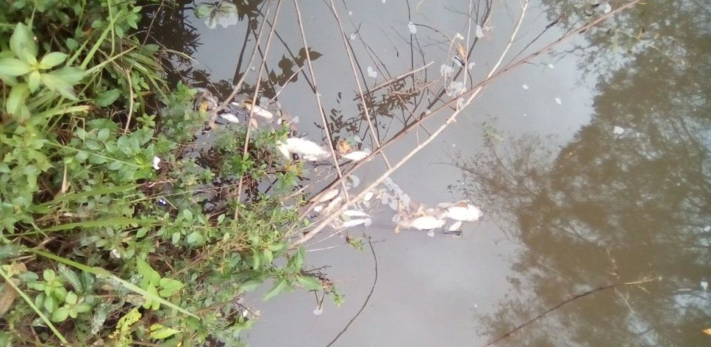 Patram encontra peixes mortos em Morro Redondo