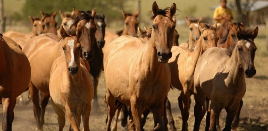 RS vai capacitar veterinários para atuar em diagnósticos do mormo