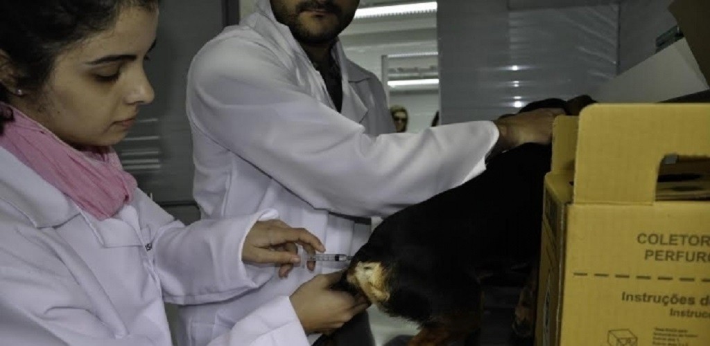 Coordenadoria de Defesa dos Direitos Animais divulga balanço de atividades e agenda de serviço móvel de castração