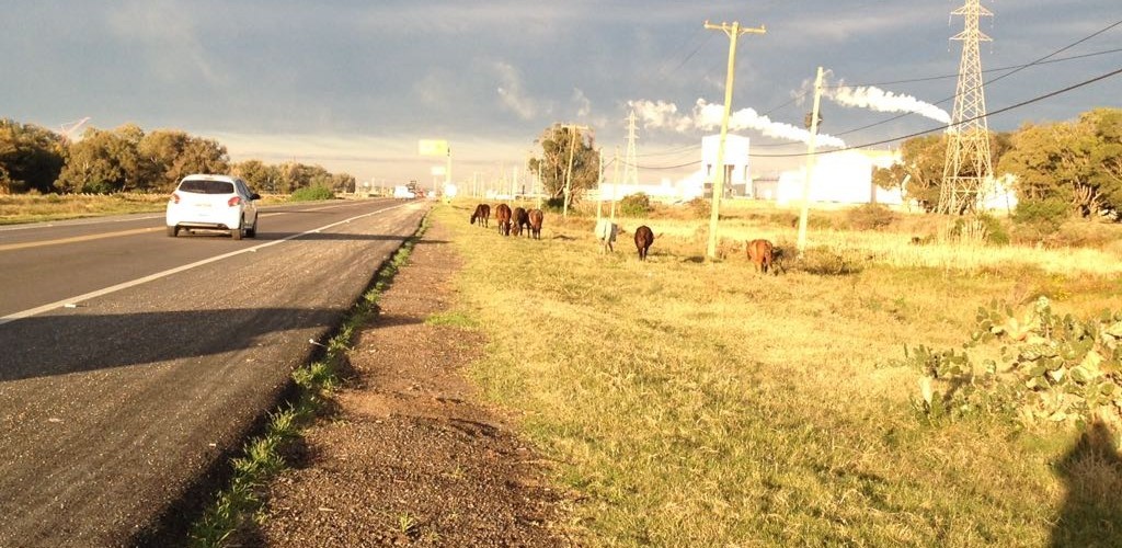 Cavalos soltos estão se tornando um problema para a segurança dos motoristas